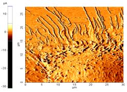 2009Q1 mouse muscle cell.jpg
